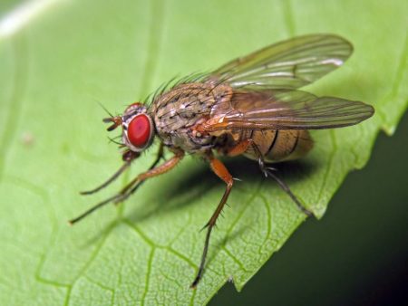 fly
