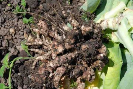 swelling in cabbage