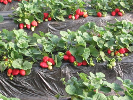 Strawberry beds