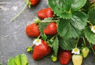 Berry strawberry