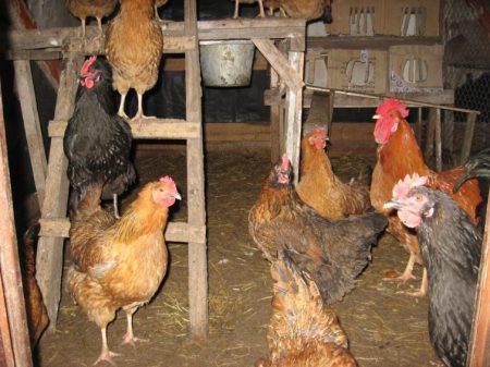 chicken coop