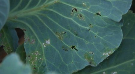 cabbage leaf