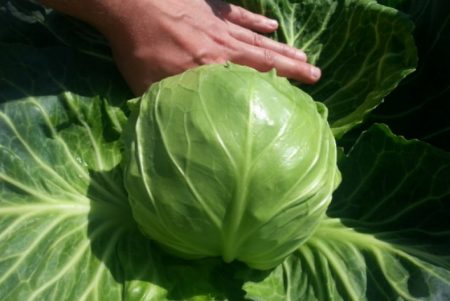 Cabbage leaves