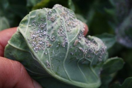 midges on cabbage