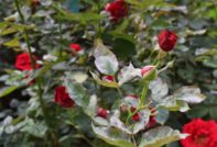 Powdery mildew