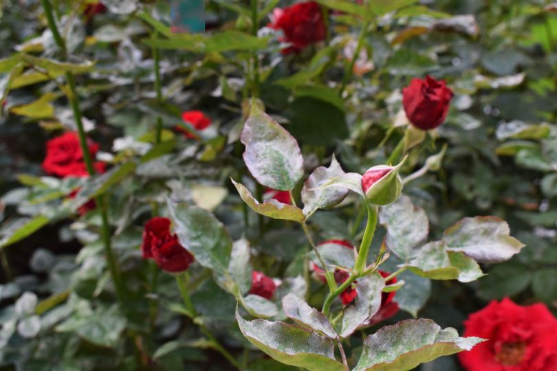 Powdery mildew