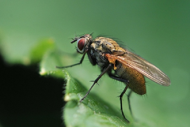 Fly on cabbage
