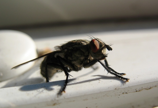 Fly in the chicken coop