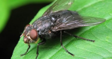 fly