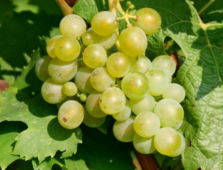 nutmeg grapes