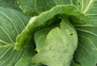 Unopened cabbage