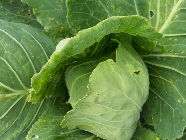Unopened cabbage