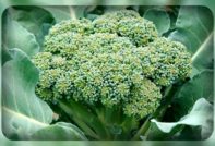 Head of broccoli