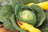 cabbage leaf pruning