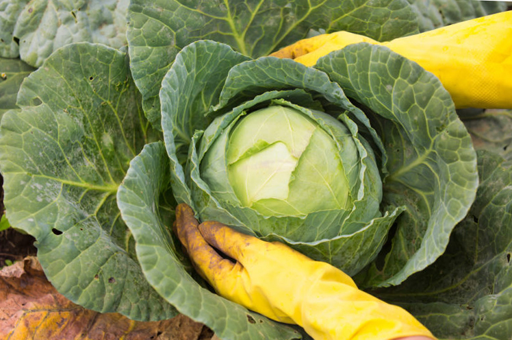 cabbage leaf pruning