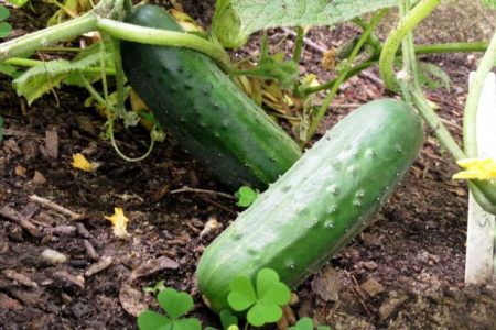 Plant protection