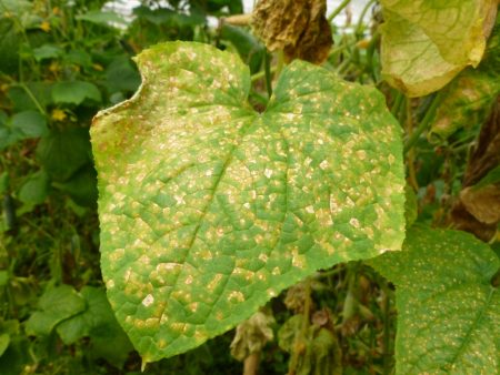Disease