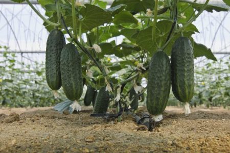 Cucumber Care