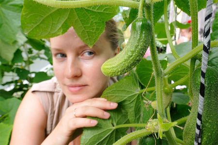 Cucumber Care