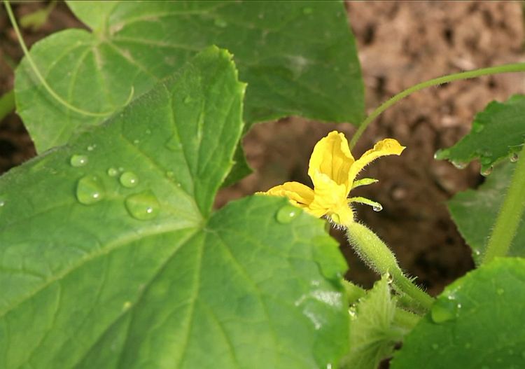 Cucumbers