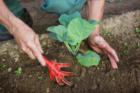 cabbage care