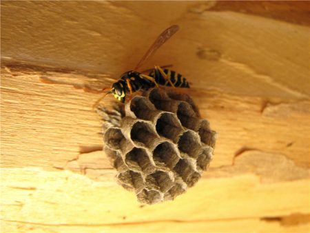 os košnica