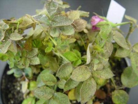 tick on the plant