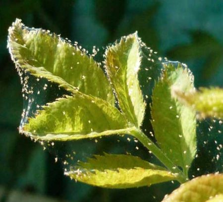 tick per plant