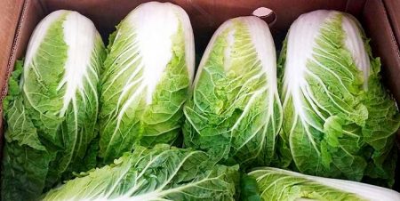 cabbage