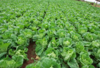 Chinese cabbage