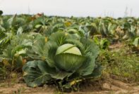 bed with cabbage