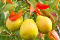 Red pear leaves