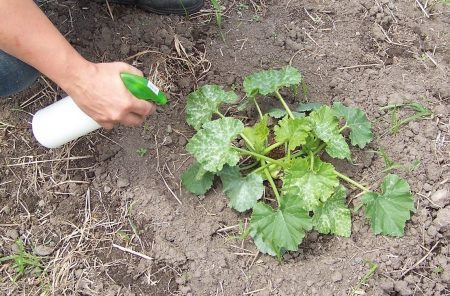 spraying zucchini