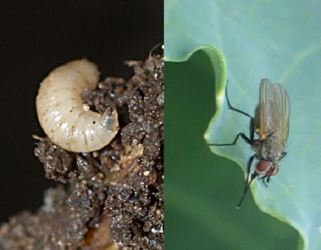 The appearance of flies