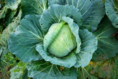 fresh cabbage