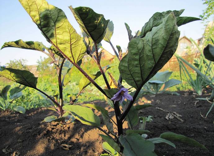eggplant blooms
