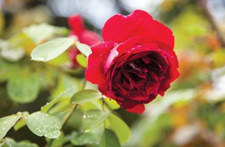 the Rose