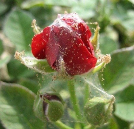 rose on the web