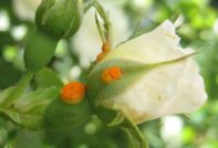 sick rose