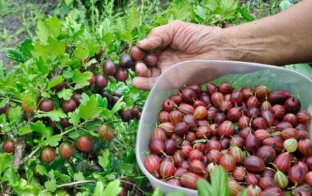 gooseberry berries