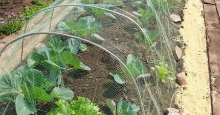 cabbage net
