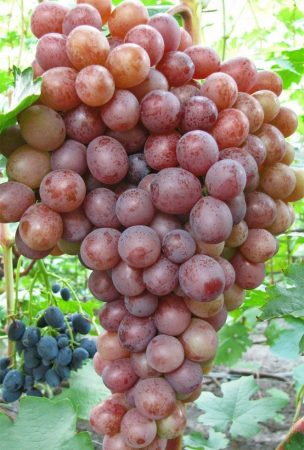 grape branch