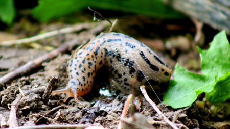 slug