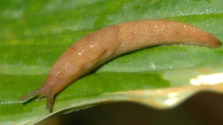 slug creeping