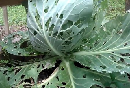 bitten cabbage