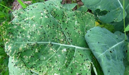 aphid for cabbage