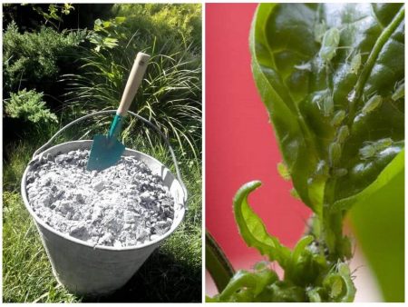 Ash from aphids