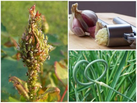 Garlic from aphids