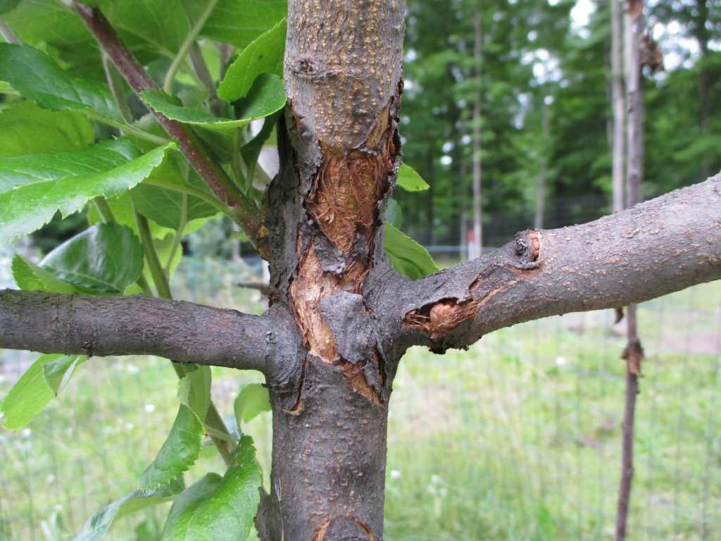 apple tree bark cracking