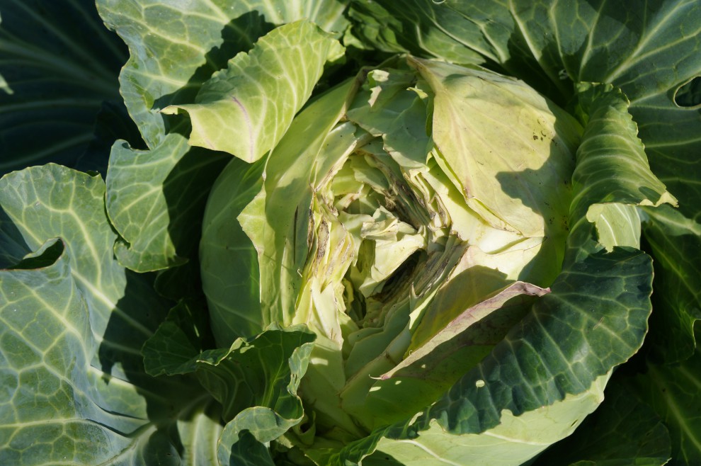 Cracked cabbage